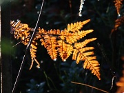 9th Nov 2011 - Golden fern IMG_9140