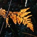 Golden fern IMG_9140 by annelis