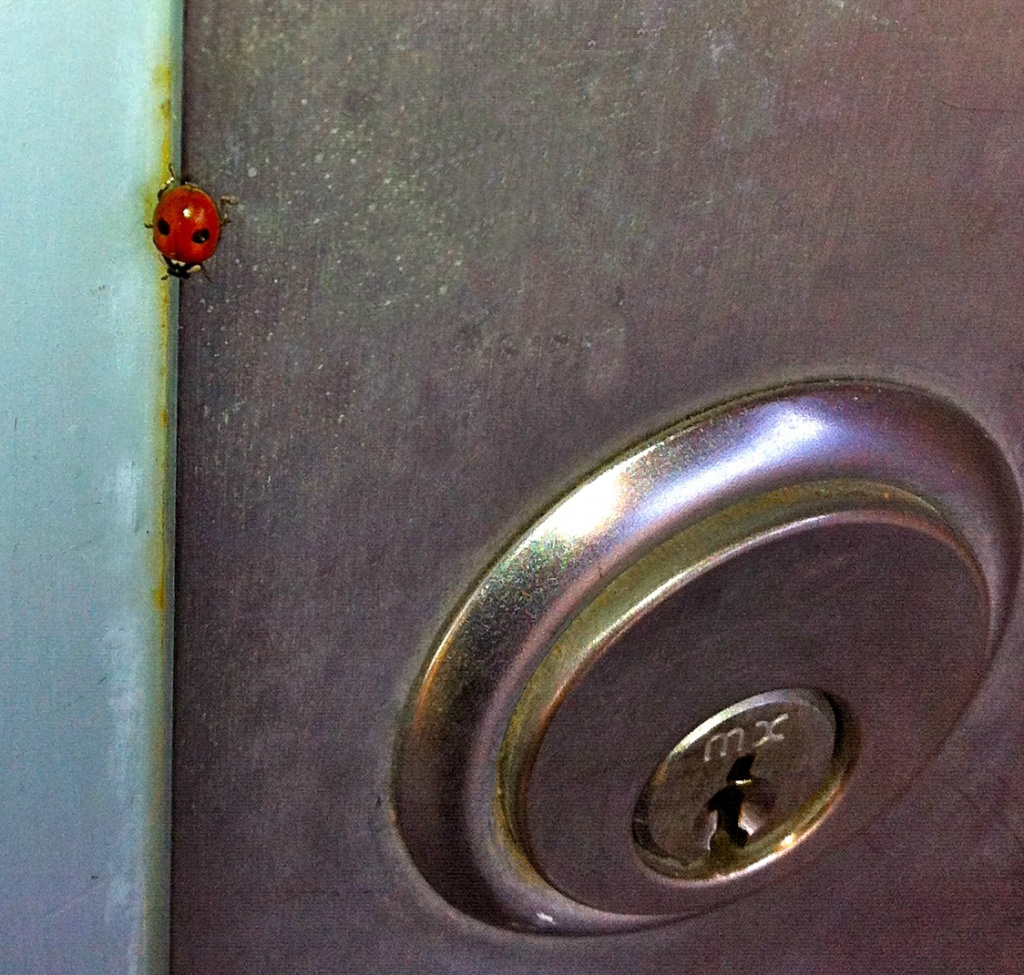 November Ladybug by marilyn