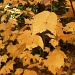 Yellow Maple Leaves 11.9.11  by sfeldphotos