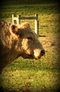 10th Nov 2011 - Meet The Bull