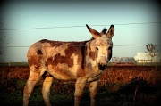 10th Nov 2011 - Stubborn As A Mule