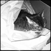 9th Nov 2011 - Cat In A Box