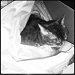Cat In A Box by hmgphotos