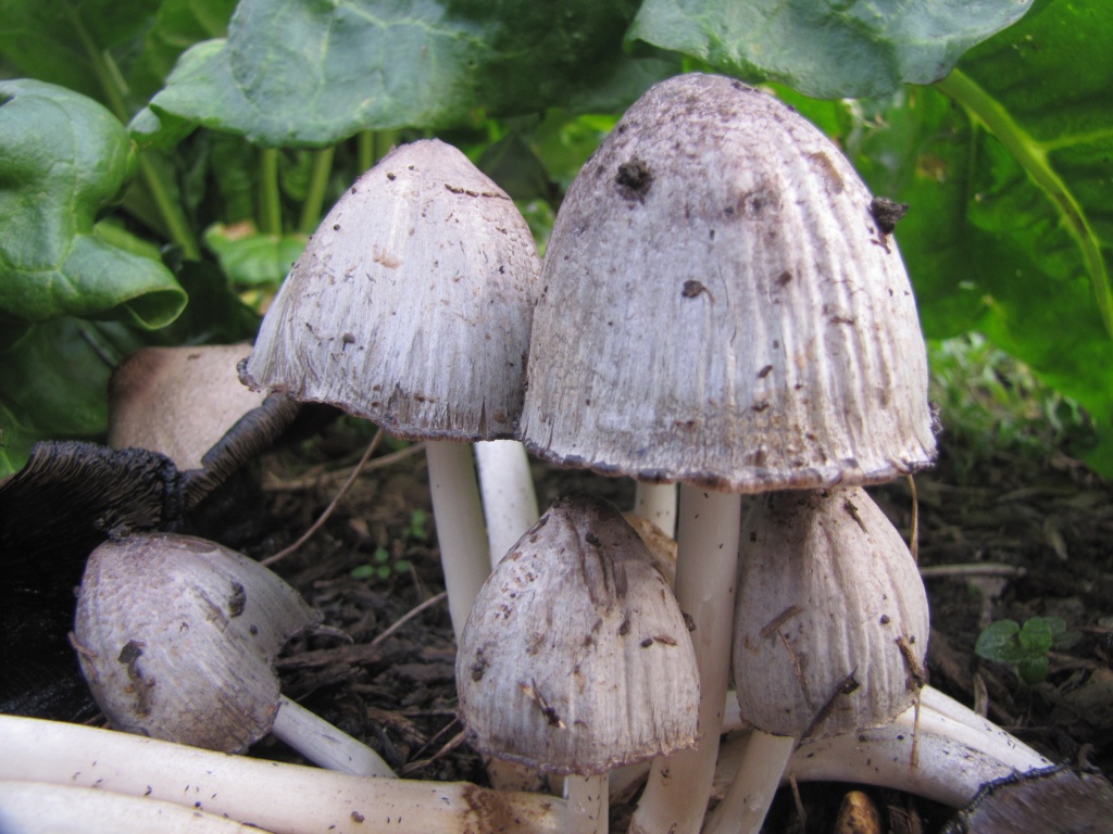 Mushrooms by busylady