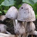 Mushrooms by busylady