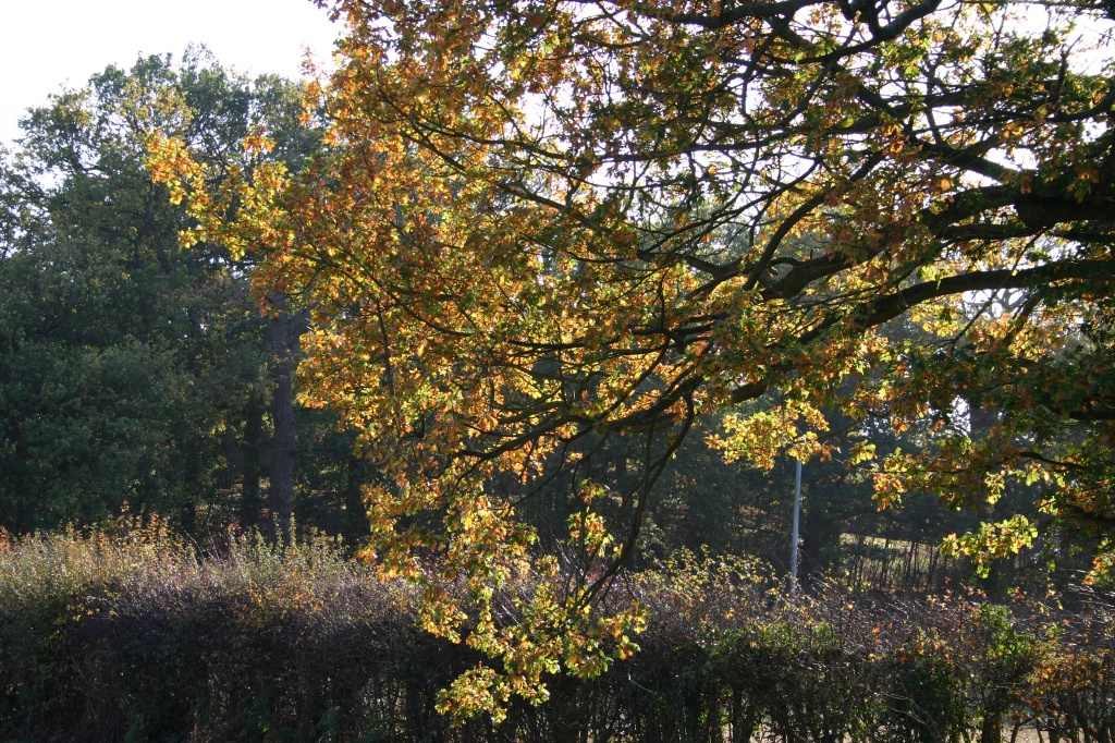 Yellows on the Old Oak Tree by shepherdman