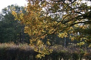 9th Nov 2011 - Yellows on the Old Oak Tree