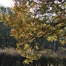 Yellows on the Old Oak Tree by shepherdman