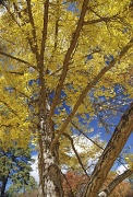 10th Nov 2011 - Ginkgo Tree