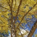 Ginkgo Tree by graceratliff