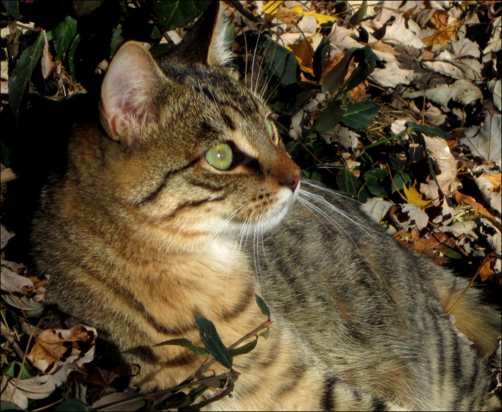 Autumn Cat by cjwhite
