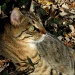 Autumn Cat by cjwhite