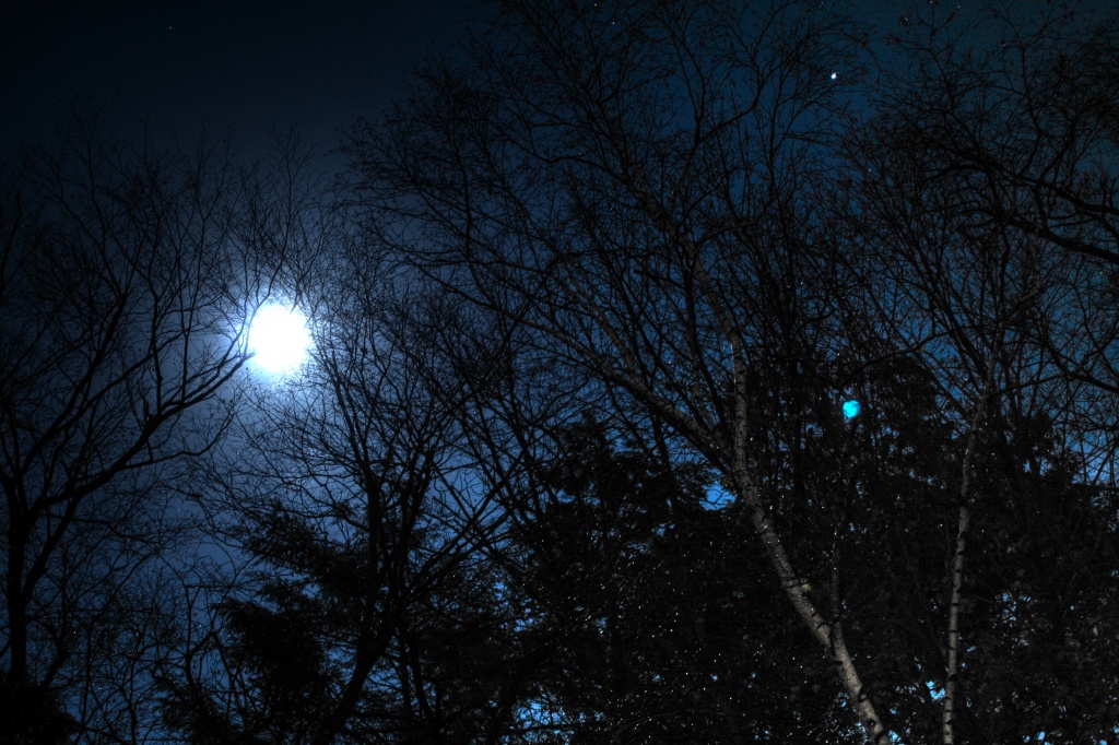 The moon and the stars and the trees by egad