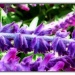 purple bush by madamelucy