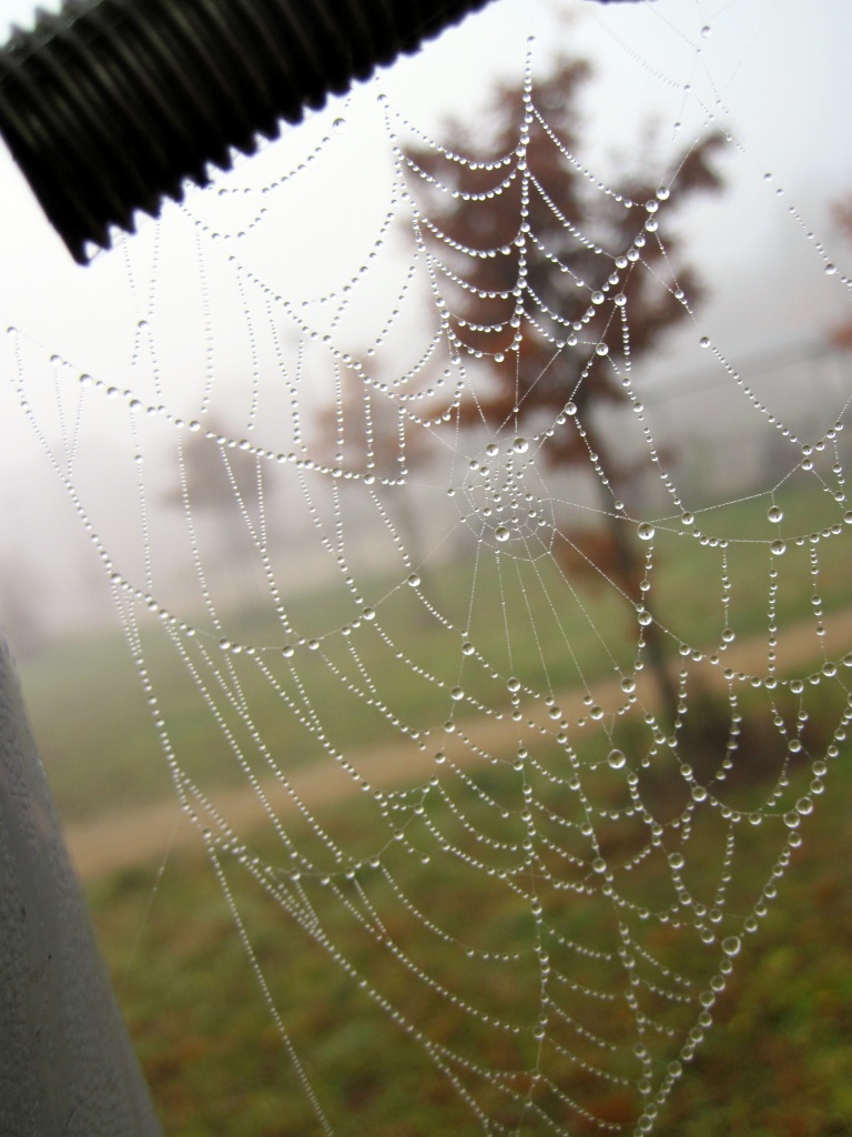 Web After The Rain by dakotakid35