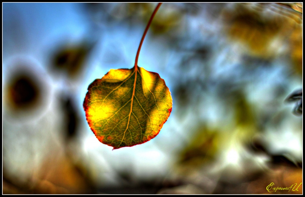 Aspen Leaf by exposure4u