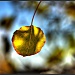 Aspen Leaf by exposure4u