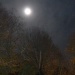 Moonlight by rosiekind