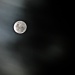 11th moon by corymbia