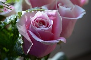 11th Nov 2011 - Pink Rose
