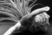 11th Nov 2011 - Airplant-in-a-shell
