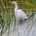Great White Egret Refection by twofunlabs