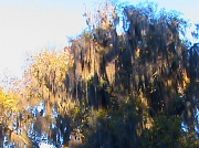 11th Nov 2011 - Sunrise Spanish moss