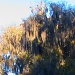 Sunrise Spanish moss by grammyn