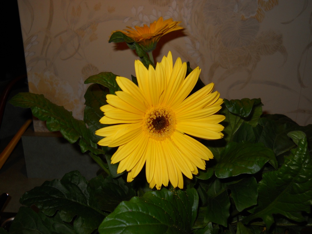 Gerbera daisy in bloom by kchuk