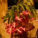 Christmas cactus is blooming! by kchuk