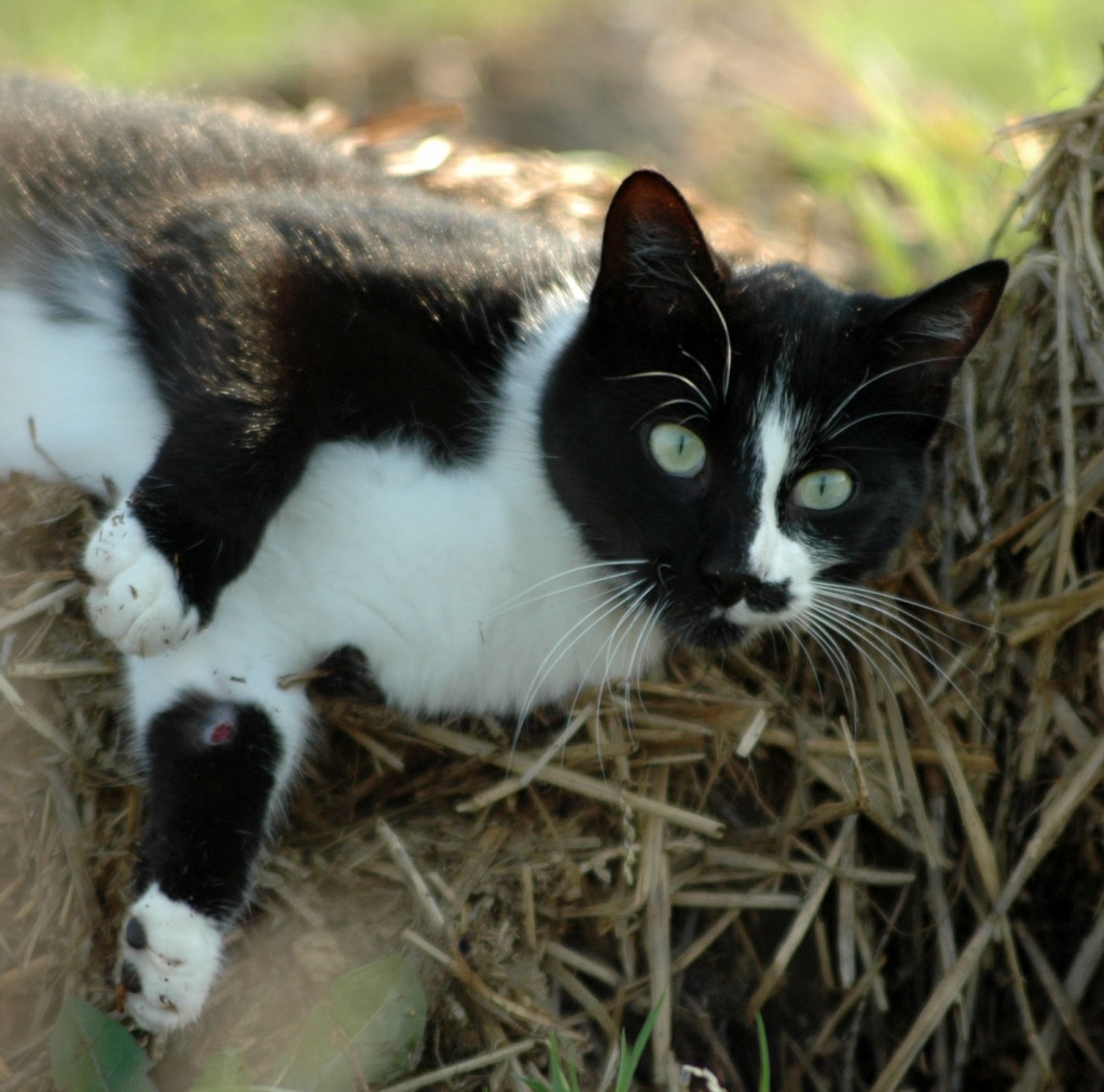 The cat who loves manure by parisouailleurs