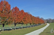 12th Nov 2011 - A Progression of Pear Trees