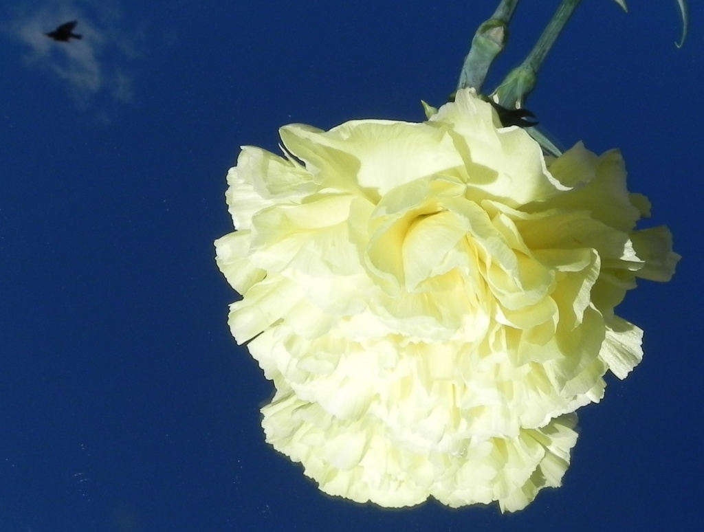 Yellow Carnation by salza