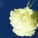 Yellow Carnation by salza