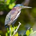 Little Green Heron Branch by twofunlabs