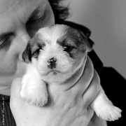 12th Nov 2011 - Tip of the day: to remain anonymous, use a puppy!