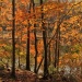 Autumn Dreamscape by falcon11