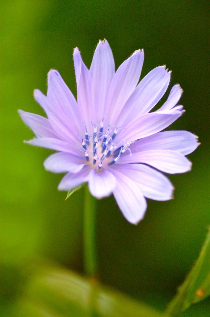 Lilac by kdrinkie