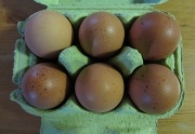 12th Nov 2011 - Ecological eggs