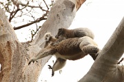 13th Nov 2011 - Look up in the sky .... it's a bird, it's a plane, no up in the tree it's super koala