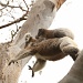 Look up in the sky .... it's a bird, it's a plane, no up in the tree it's super koala by lbmcshutter