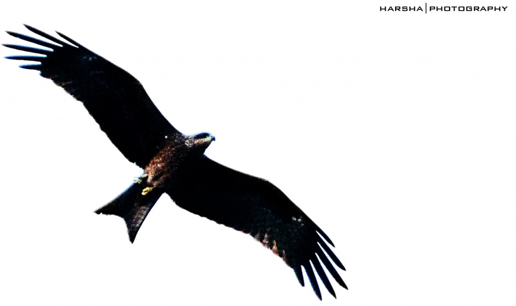 Eagle by harsha