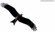 13th Nov 2011 - Eagle