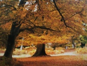 13th Nov 2011 - Beech trees.