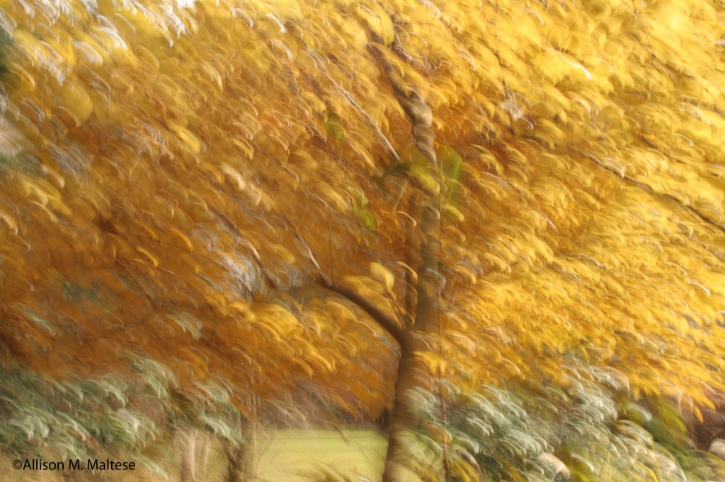 Autumn Impressions by falcon11