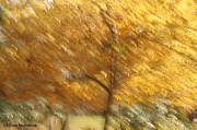13th Nov 2011 - Autumn Impressions