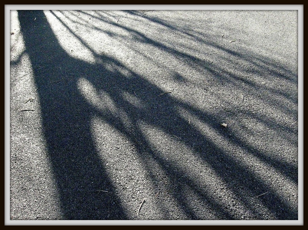 Shadowed Tree by olivetreeann