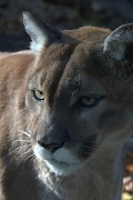 12th Nov 2011 - Cougar