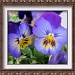Purple Pansies by allie912